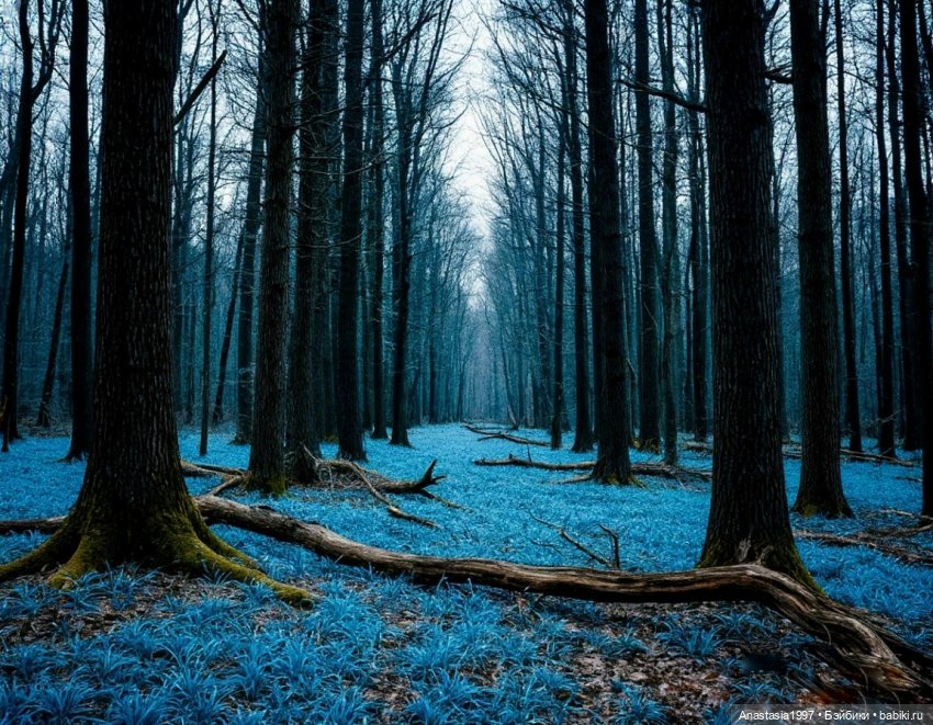 Школа Добра и Зла /Последнее "Долго и счастливо" /6 серия /Не синий больше Синий лес /часть 3