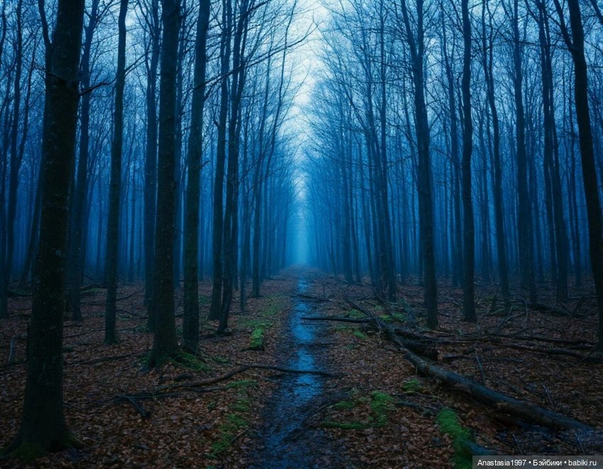 Школа Добра и Зла /Последнее "Долго и счастливо" /6 серия /Не синий больше Синий лес /часть 3