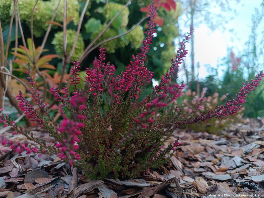 Музыкальный фестиваль 2025 /Вересковый мëд