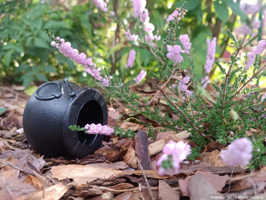 Музыкальный фестиваль 2025 /Вересковый мëд