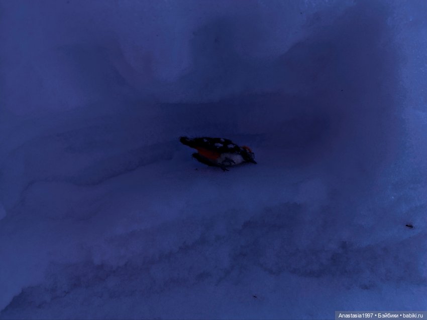 Школа Добра и Зла /Последнее "Долго и счастливо" /33 серия /Непредвиденный урок истории /часть 1