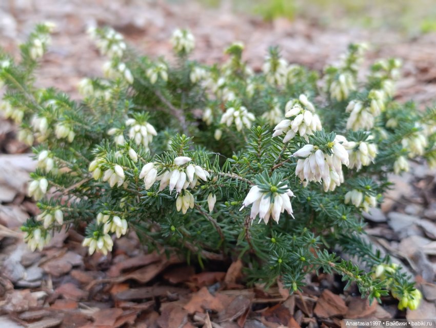 Кира. Маленькая принцесса