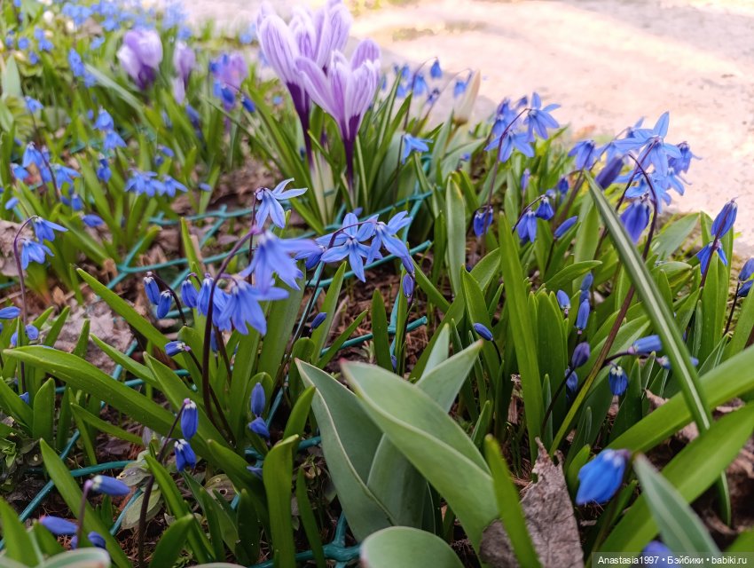 Кира. Маленькая принцесса