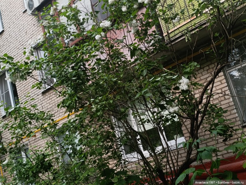 Мими Бобек и Дрю Кери пожаловали собственными персонами | Бэйбики Мими Бобек и Дрю Кери пожаловали собственными персонами