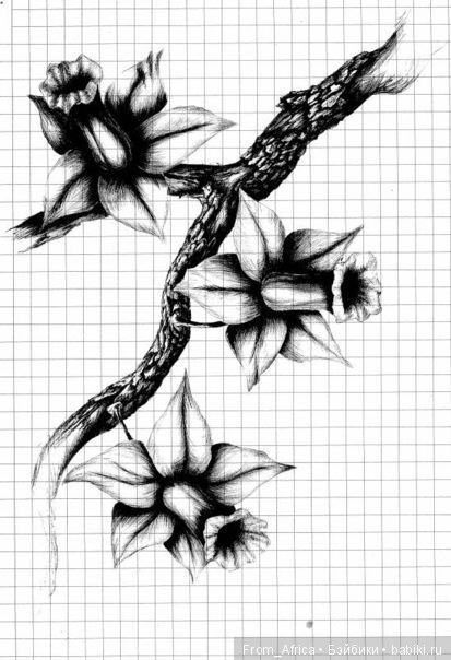 Цветы - шариковая ручка, чёрно-белые сканы