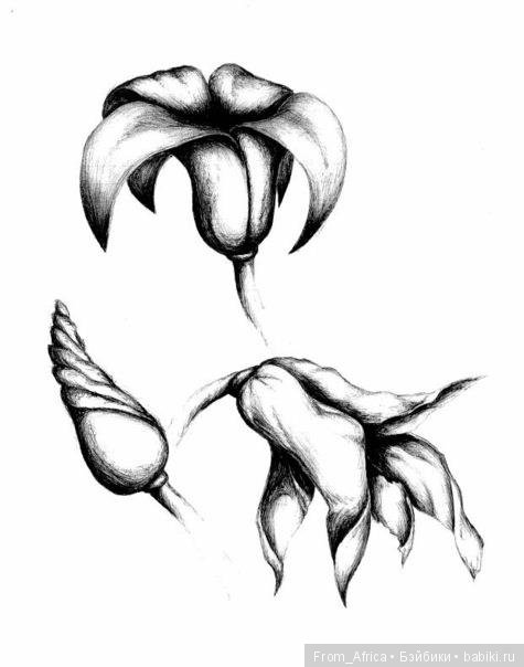 Цветы - шариковая ручка, чёрно-белые сканы (фото 3)