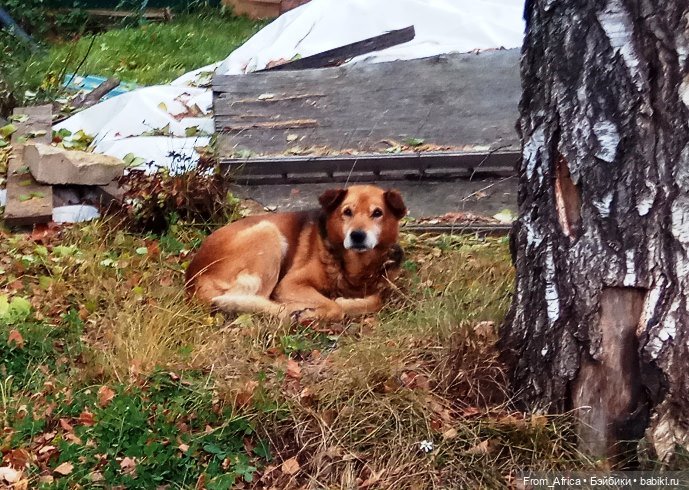 Воспоминания. Часть 3 — Куклы Barbie (Барби): Looks (фото 5)