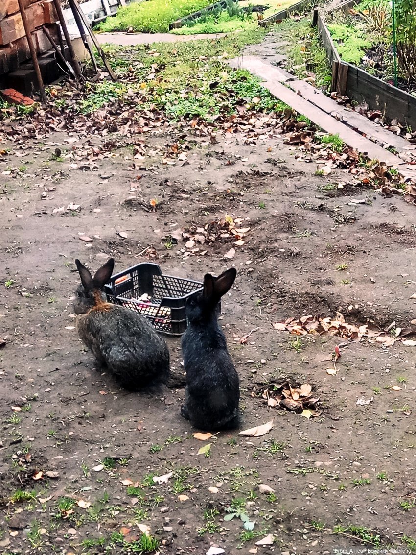 Воспоминания. Часть 1 | Бэйбики Воспоминания. Часть 1 — Куклы Barbie (Барби): Looks (фото 7)