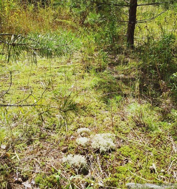 Воспоминания. Часть 3 — Куклы Barbie (Барби): Looks