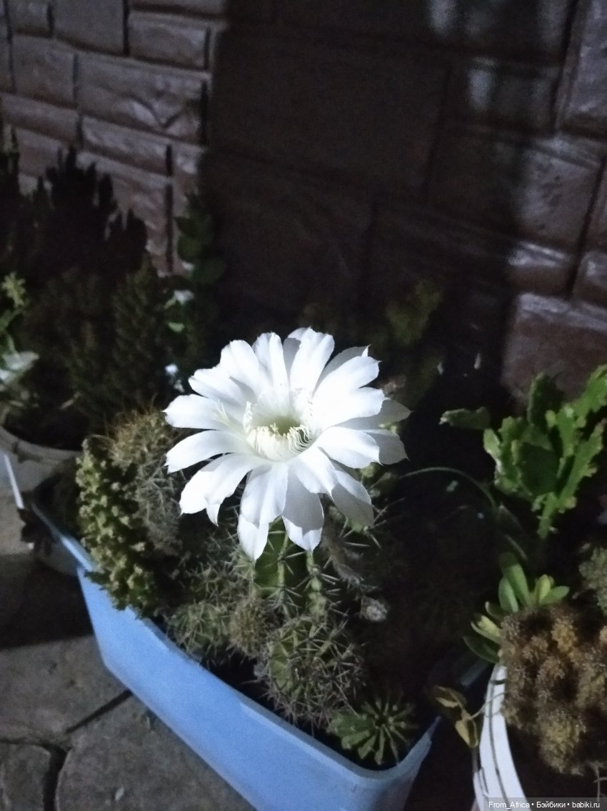 Воспоминания о море. Часть II