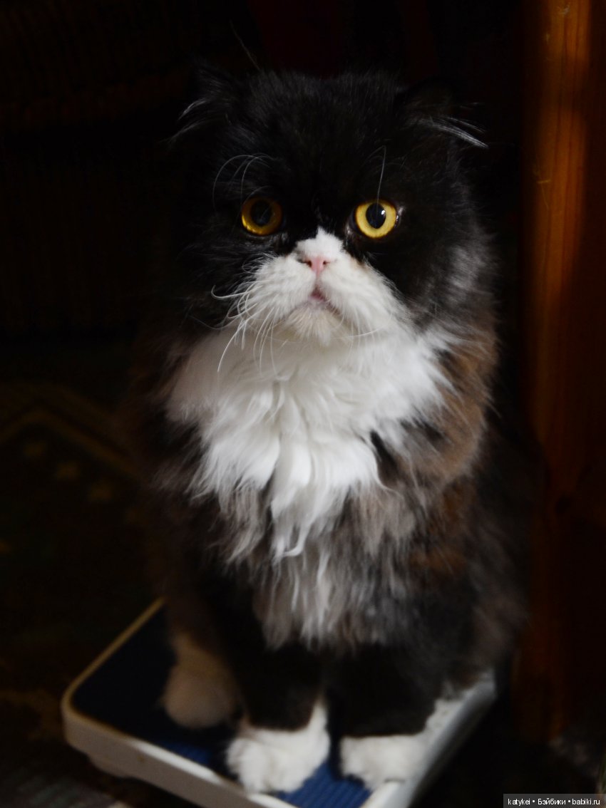 Не понимаю — Гибриды шарнирных кукол (не БЖД): подбор тела