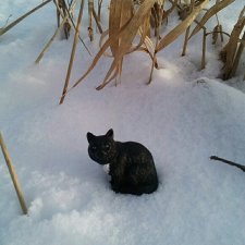 День котиков