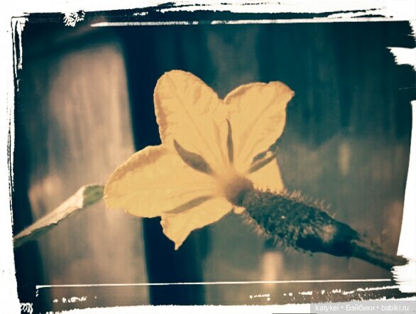 Космические истории 2 — Гибриды шарнирных кукол (не БЖД): подбор тела (фото 8)