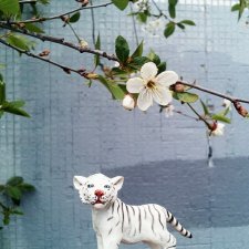 Лето и Тигры