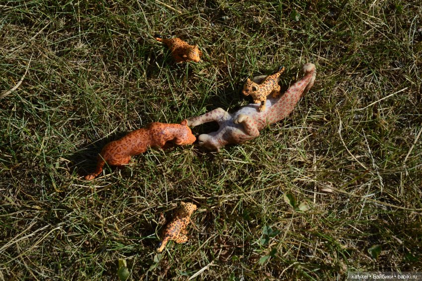 Их Ареалы Пересеклись. Миссис Бэйбики 2020