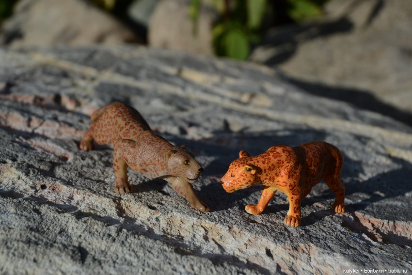 Их Ареалы Пересеклись. Миссис Бэйбики 2020 (фото 7)