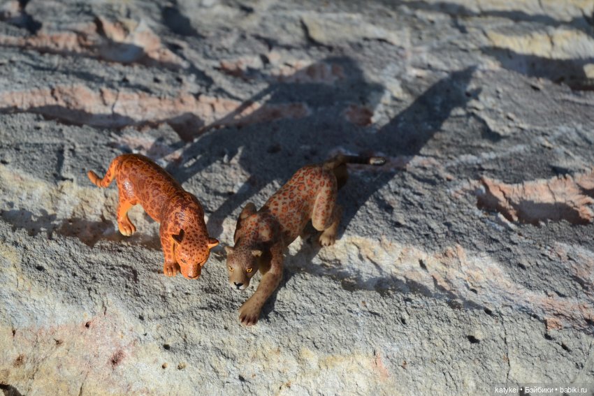 Их Ареалы Пересеклись. Миссис Бэйбики 2020