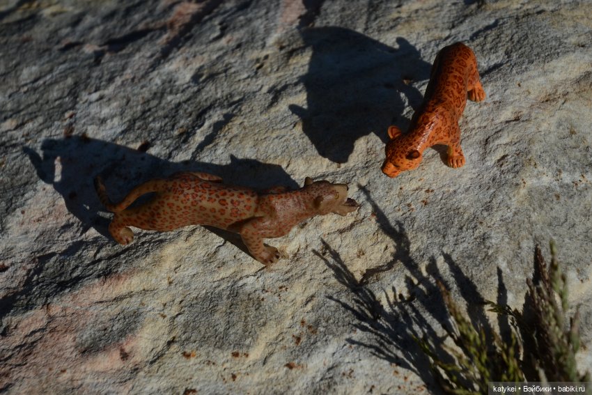 Их Ареалы Пересеклись. Миссис Бэйбики 2020