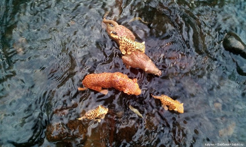 Их Ареалы Пересеклись. Миссис Бэйбики 2020