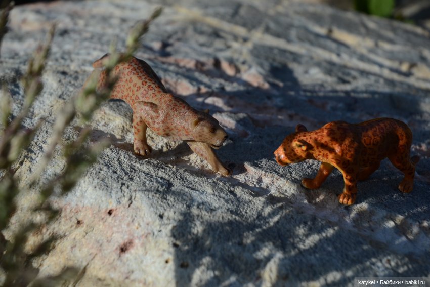 Их Ареалы Пересеклись. Миссис Бэйбики 2020