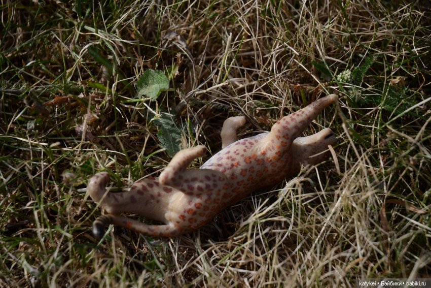 Их Ареалы Пересеклись. Миссис Бэйбики 2020 (фото 5)