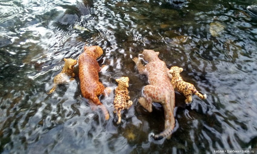 Их Ареалы Пересеклись. Миссис Бэйбики 2020