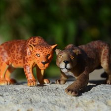 Их Ареалы Пересеклись. Миссис Бэйбики 2020