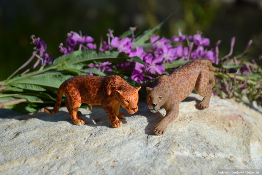 Семейные фото. Миссис Бэйбики 2020