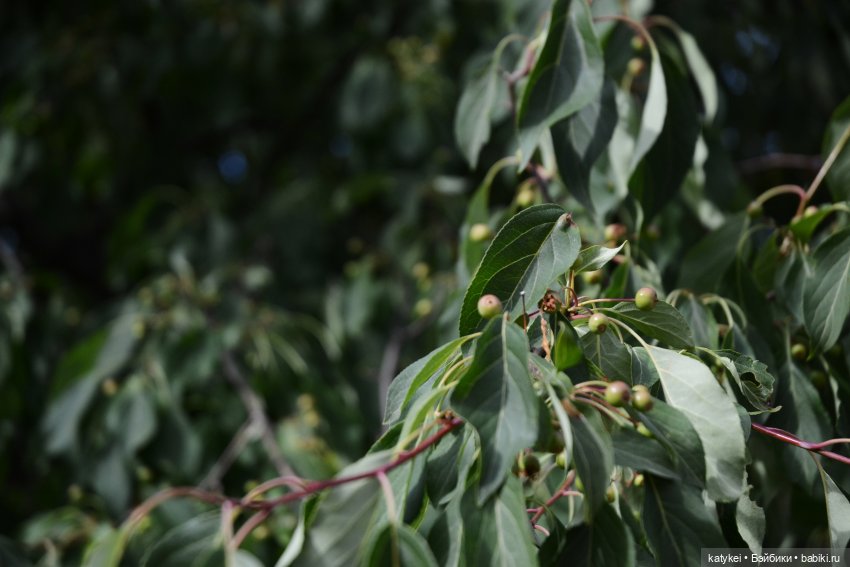 Семейные фото. Миссис Бэйбики 2020