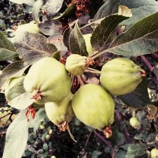 Операция "Яблоки"