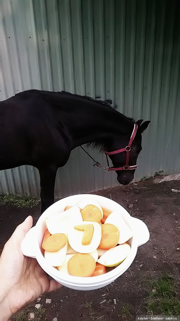 День Лошади — Коллекционные игрушки и фигурки: Lego