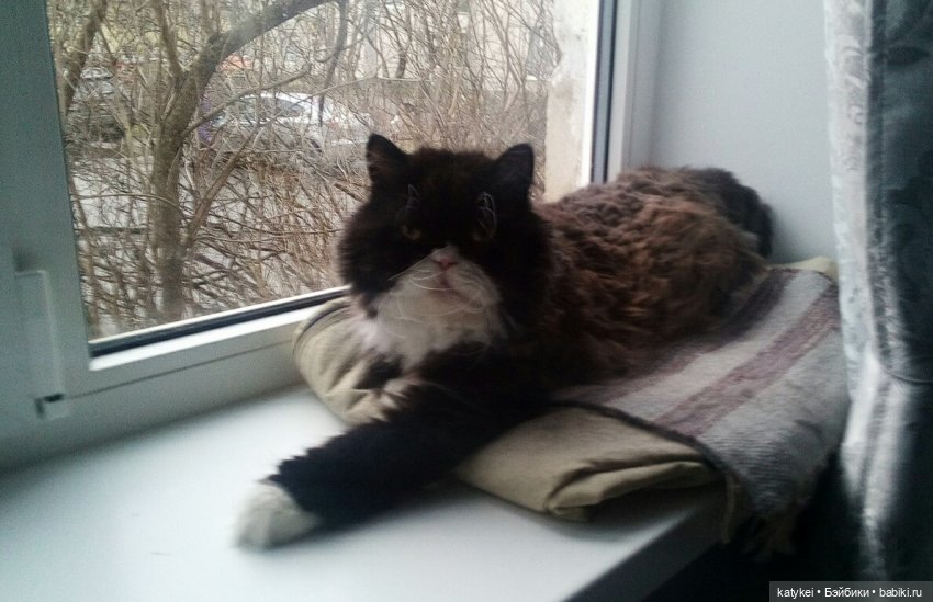 День домашних животных — Интересные игрушки и фигурки (разное): редкие