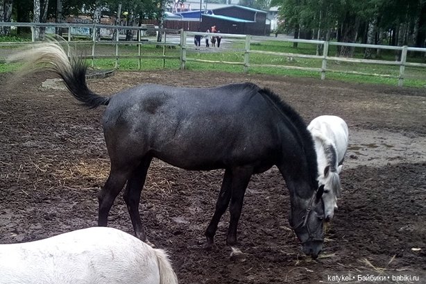 День домашних животных — Интересные игрушки и фигурки (разное): редкие (фото 5)