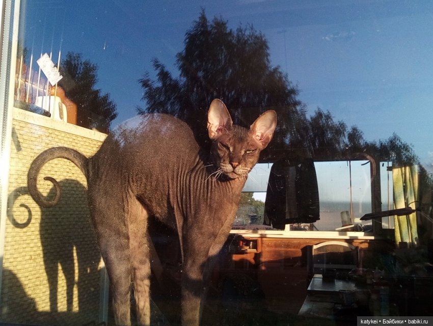 День домашних животных — Интересные игрушки и фигурки (разное): редкие (фото 4)