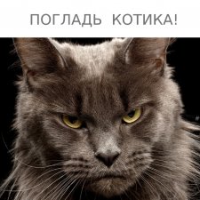 Весна и День Котиков