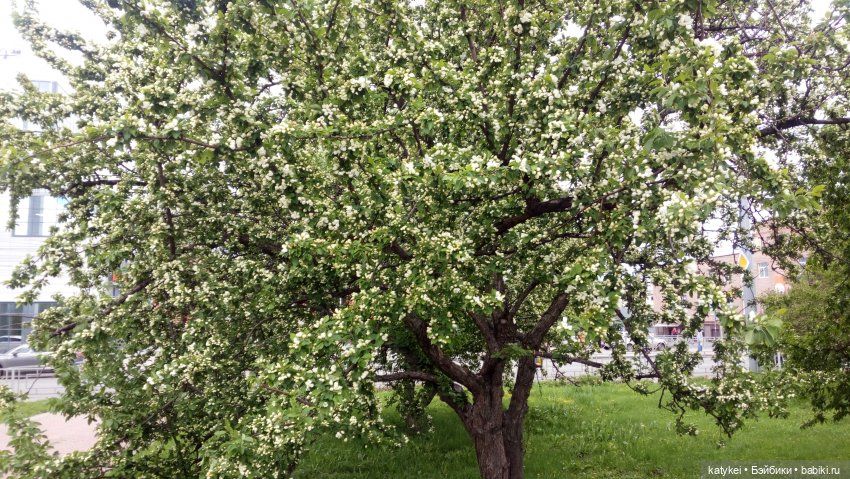 Занимательная ботаника с Кварком (фото 3)