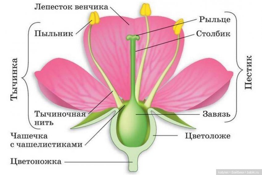 Занимательная ботаника с Кварком (фото 9)
