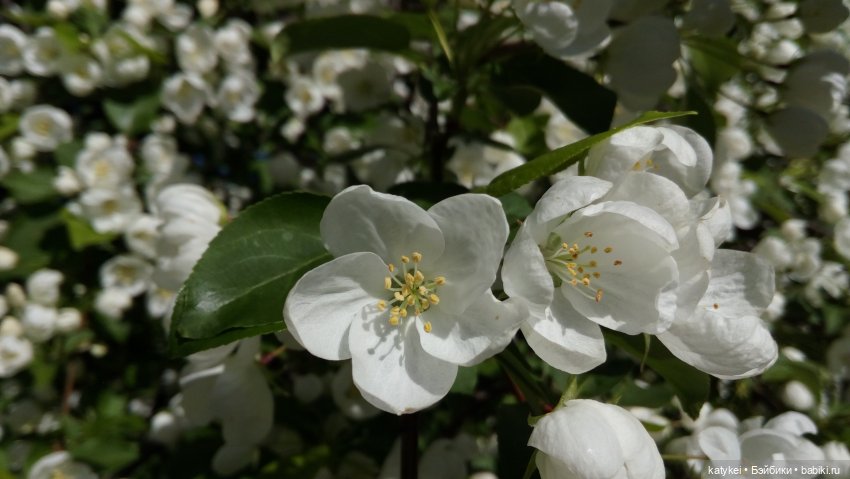 Занимательная ботаника с Кварком (фото 5)