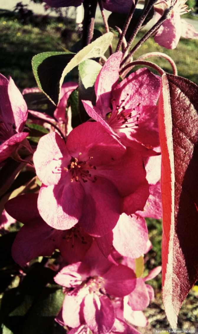 Занимательная ботаника с Кварком