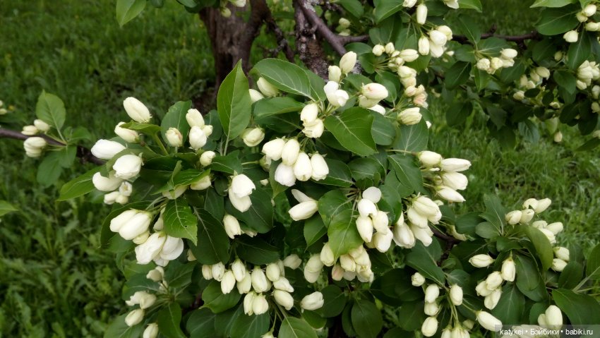 Занимательная ботаника с Кварком (фото 4)