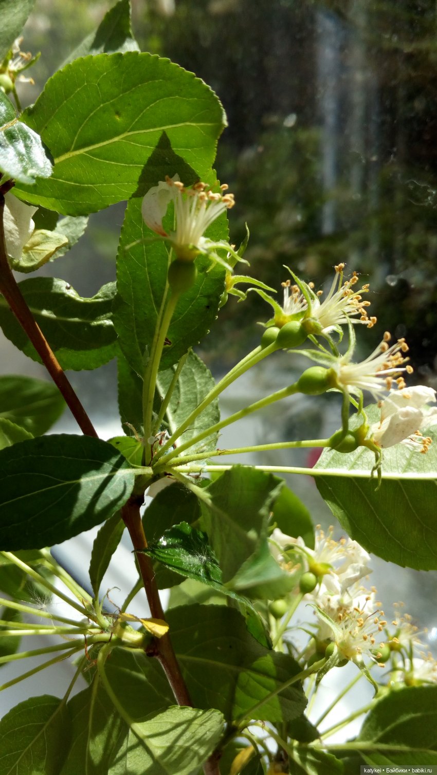 Чай с отцветшим яблоневым цветом (фото 3)