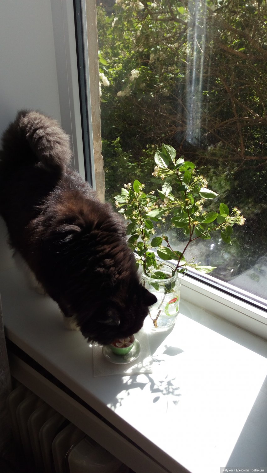 Чай с отцветшим яблоневым цветом (фото 5)