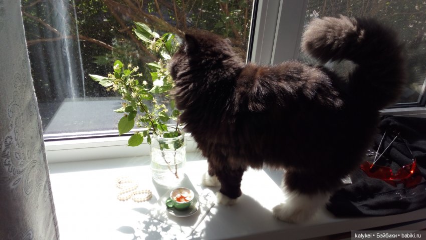 Чай с отцветшим яблоневым цветом (фото 6)