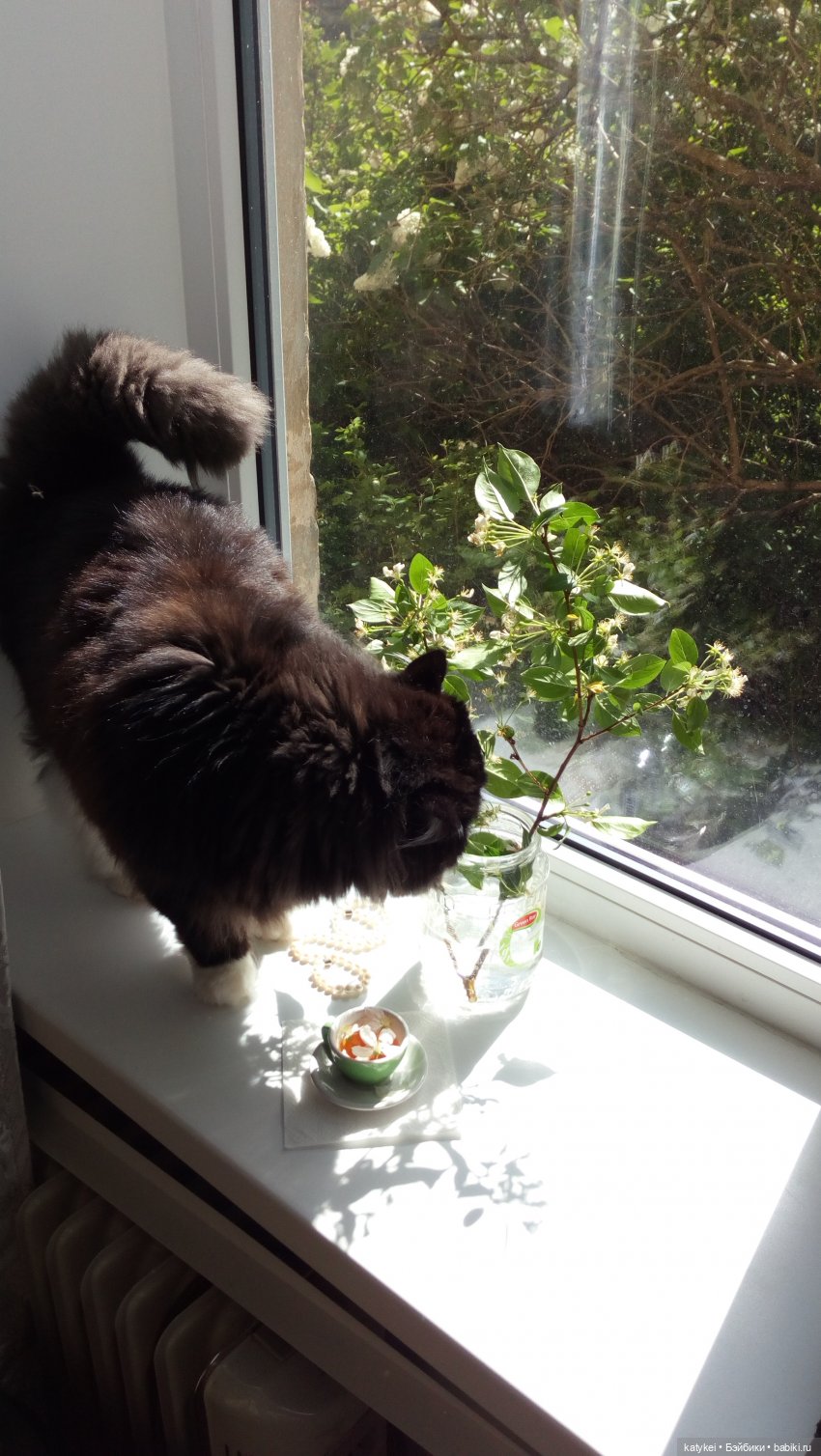 Чай с отцветшим яблоневым цветом (фото 4)