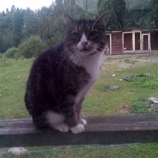 День Котиков 8.08.2021