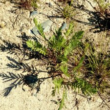 Цветотипы 2