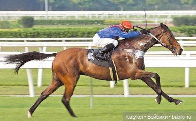 Бег иноходца (постконкурс) | Бэйбики Бег иноходца (постконкурс) (фото 2)