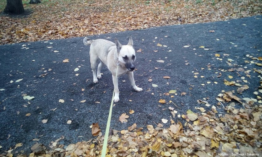 Без листиков (Сальмо) — Коллекционные игрушки и фигурки: Lego (фото 3)