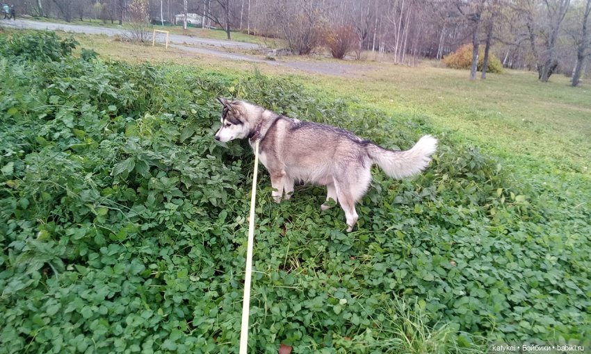 Без листиков (Сальмо) — Коллекционные игрушки и фигурки: Lego (фото 4)