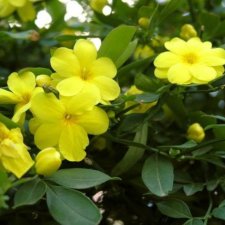 Игра Угадай цветочек